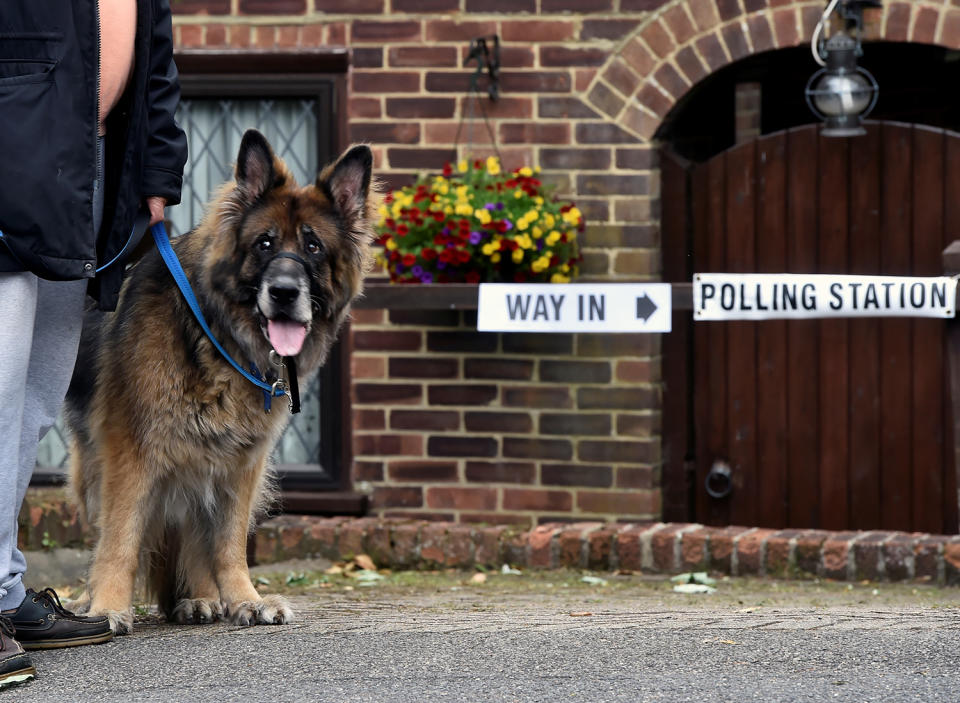 Polling station pooches