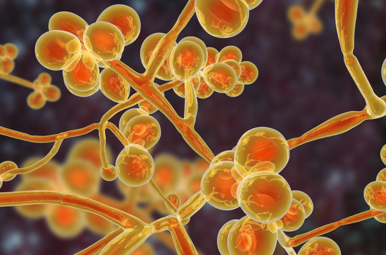 Newly developed molecular drills may be able to fight treatment-resistant fungal infections like *Candida auris*. <a href="https://www.gettyimages.com/detail/photo/candida-auris-fungi-emerging-multidrug-resistant-royalty-free-image/1028379354?phrase=Candida%20auris%20fungi%2C%20emerging%20multidrug%20resistant%20fungus" rel="nofollow noopener" target="_blank" data-ylk="slk:Dr_Microbe/iStock via Getty Images;elm:context_link;itc:0;sec:content-canvas" class="link ">Dr_Microbe/iStock via Getty Images</a>