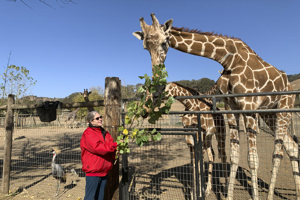 Nancy Lang feeds giraffes at Safari West, the private animal sanctuary she owns with her husband near the Kincade Fire in Santa Rosa, Calif., Thursday, Oct. 31, 2019. She and her husband live on the property but didn't evacuate during the recent wildfires despite evacuation orders so they could take care of their animals. For most of October, fires sprang up across the state, forcing residents to flee homes at all hours as flames indiscriminately burned barns, sheds, mobile homes and multimillion-dollar mansions. (AP Photo/Terry Chea)