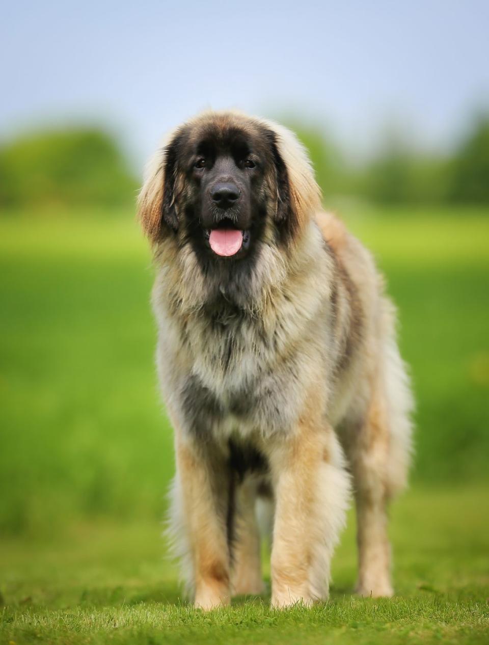 11) Leonberger