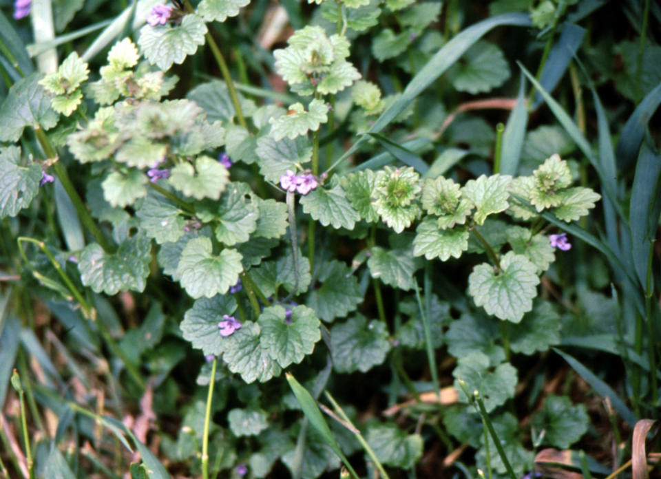 <body><p>Ground ivy, also called wild mint, makes a great, low-maintenance ground cover. Its tiny flowers add a delightful touch to the yard, but the best part of this mighty weed is its ability to <a rel="nofollow noopener" href=" http://www.bobvila.com/slideshow/8-ways-to-combat-garden-pests-48897#.VV9F_GRViko?bv=yahoo" target="_blank" data-ylk="slk:repel common garden pests;elm:context_link;itc:0;sec:content-canvas" class="link ">repel common garden pests</a>, including cabbage worms, cucumber worms, beetles, and tomato hornworms.</p></body>