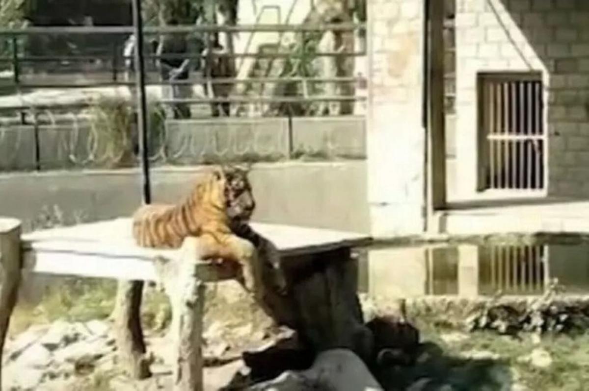 The tiger was found with a shoe in his mouth and was shocked by the nursery staff who saw “human flesh being delivered”!The leftover remains are thrown away