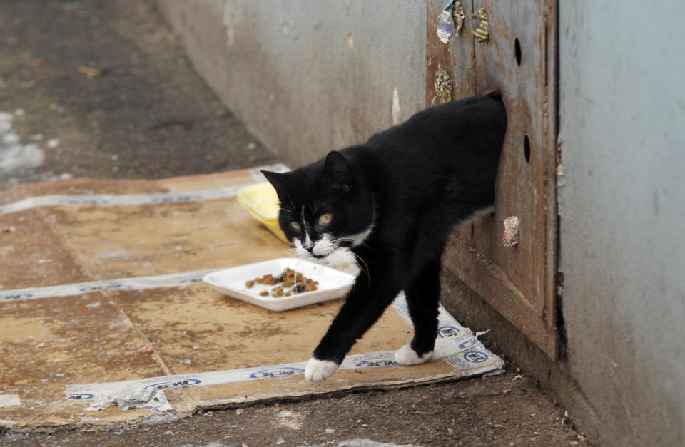 A stray cat leaves a house through a hole in an iron panel covering a basement window in the Belarusian capital Minsk, Monday, Feb. 4, 2013. Municipal authorities in Belarus have walled up stray cats in basements in compliance with Soviet-era regulations, dooming them to death of hunger. But some residents made holes for cats to escape. (AP Photo/Sergei Grits)