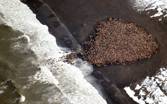 In response to melting sea ice, thousands of walruses hauled out on a barrier island offshore of Alaska's northern coast in the late summer of 2014.