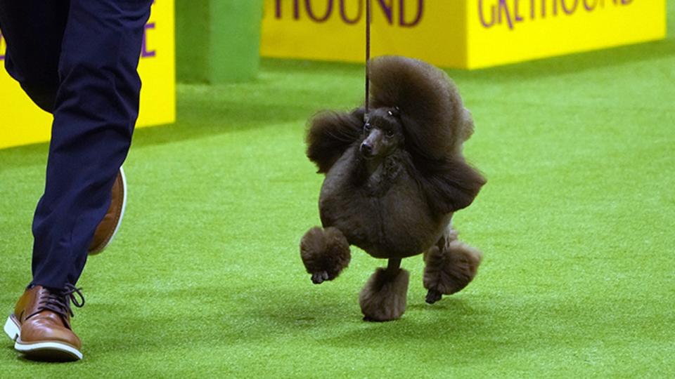 <div>Sage competes in the 148th Annual Westminster Kennel Club Dog Show.<strong> (Credit: Mike Stobe/Getty Images for Westminster Kennel Club)</strong></div>