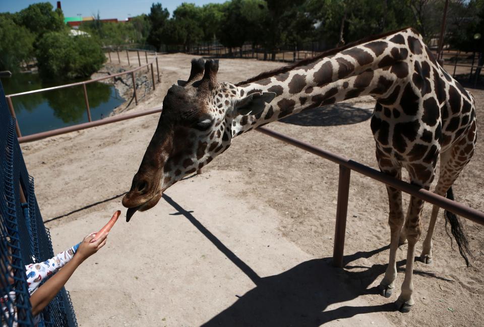 A child offers a carrot to Benito the giraffe at the city-run Central Park in Juárez on June 13. Activists are working to get Benito, a 3-year-old male giraffe who arrived in May, removed from the small enclosure in the Mexican border city. Activists say it is cruel to keep the giraffe in the small fenced enclosure, with only about a half-acre to wander alone and few trees to nibble, in a climate he’s not used to.