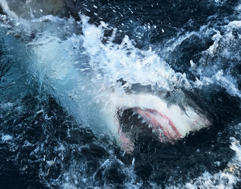 This image released by Discovery Channel shows a shark breaking through the water in a scene from "Shark Lockdown," premiering Sunday, Aug. 9, one of three programs kicking off Shark Week 2020 on the Discovery Channel. (Discovery Channel via AP)