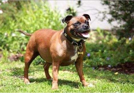 Staffordshire Bull Terrier/ via Shutterstock