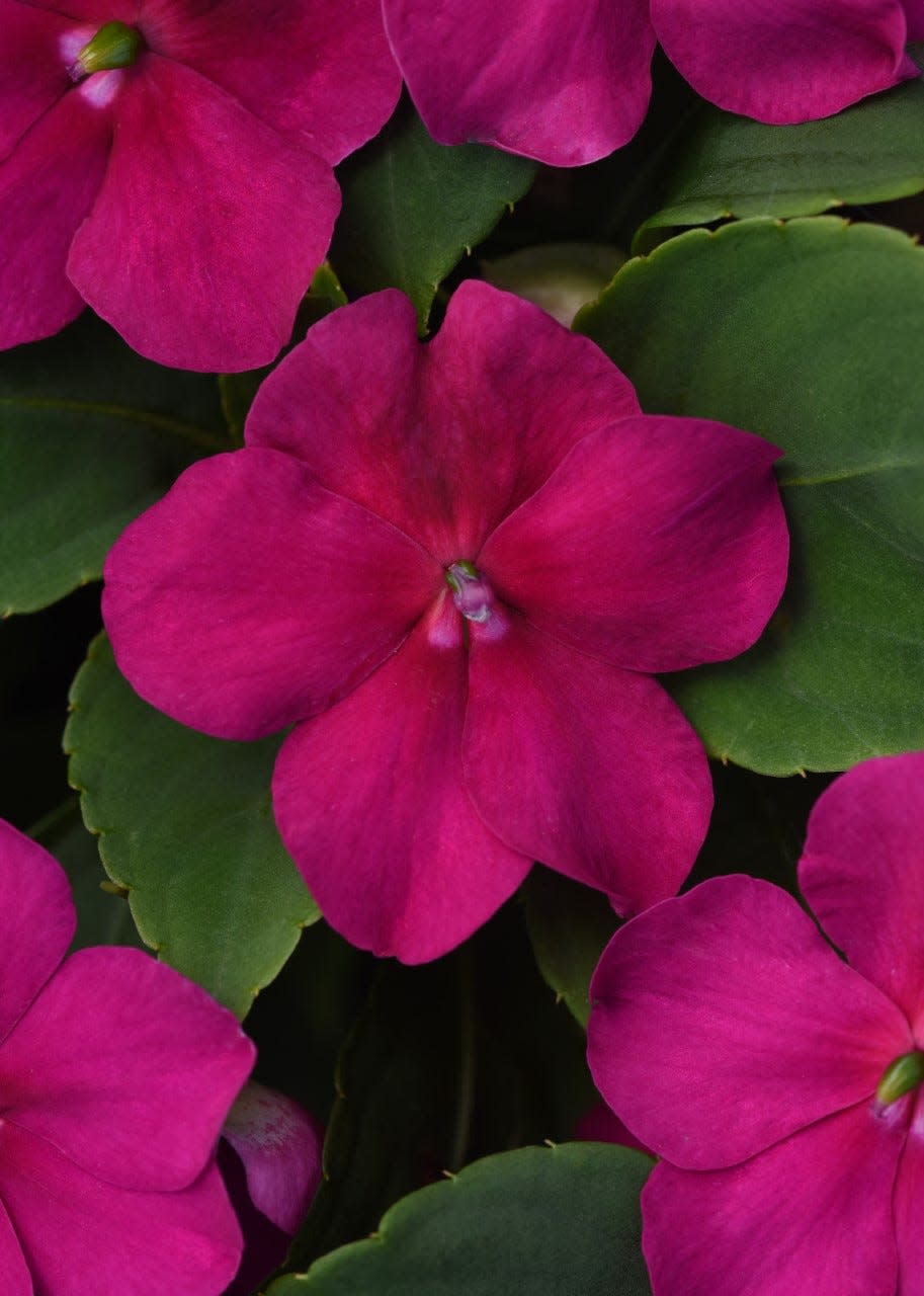 Beacon Violet Shades Impatiens has a tropical look, says a Ball Horticulture spokesperson.