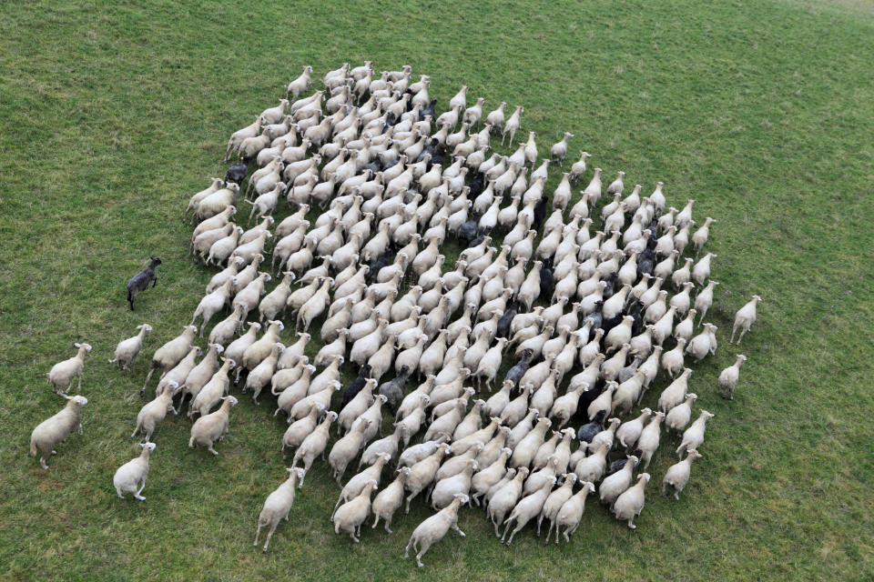 Foto: Las imágenes fueron capturadas por un dron que sobrevolaba una granja en Nueva Zelanda. DariuszPa/ Getty Images