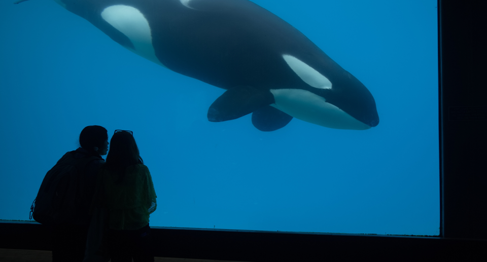 The silhouettes of two people watching Kiska swimming in her tank.