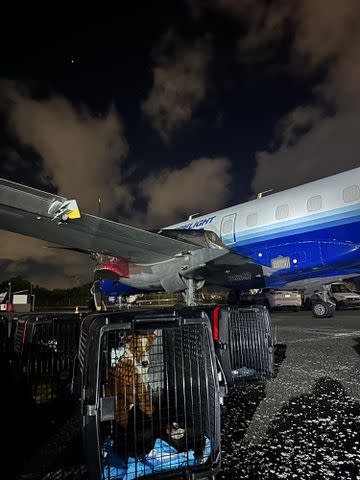 <p>The Sato Project</p> A rescue dog in a carrier outside the plane used to fly over 130 pets from Puerto Rico to New York for one of The Sato Project's freedom flights