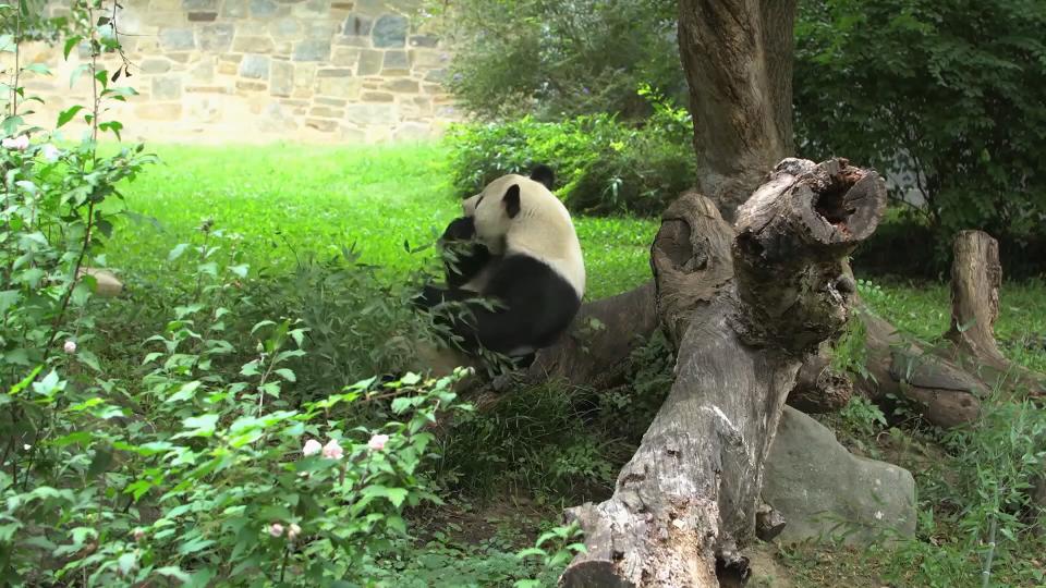 圖／華府國家動物園提供