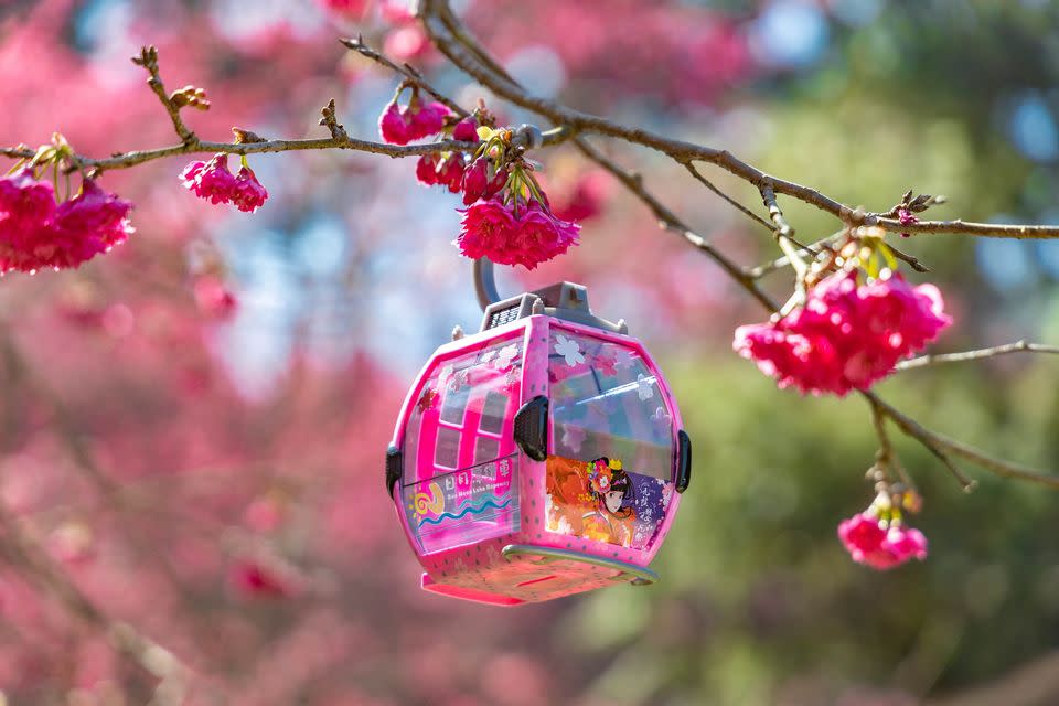 櫻花女王號纜車撲滿粉色造型可愛非常討喜，並加贈櫻花貼紙，非常受到歡迎. (記者黃富貴攝)