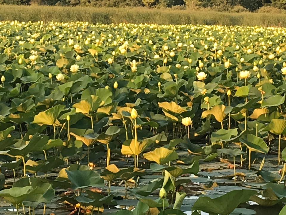 The American Lotus in bloom at Monroe County’s Sterling State Park near the MDNR boat launch area on Sandy Creek.