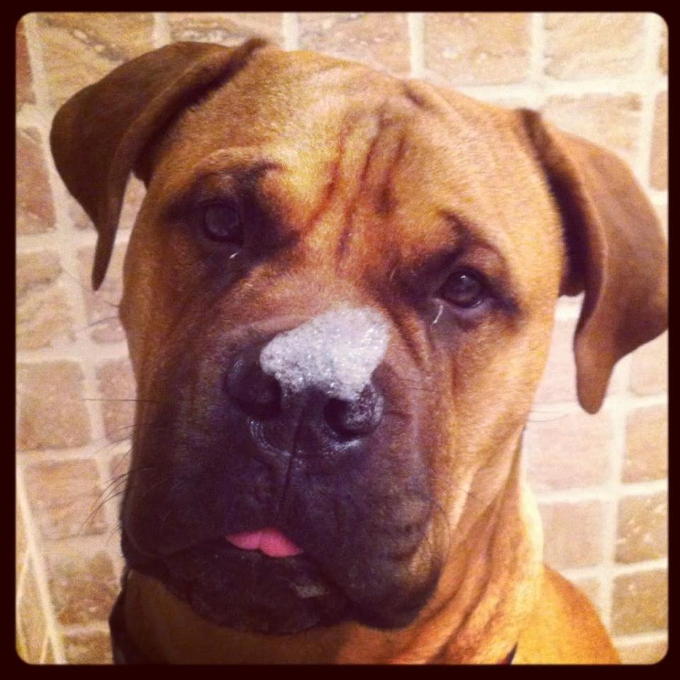 American swimmer Conor Dwyer's dog, Biggie.