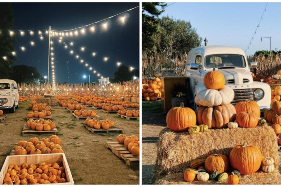 El Camino de las Calabazas regresa a Liberty Station, el lugar perfecto para disfrutar del otoño