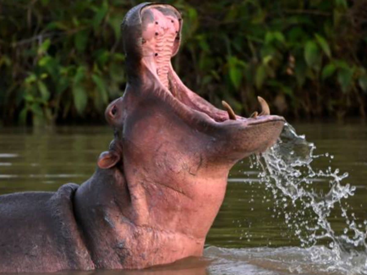 A descendant from a small herd of hippos introduced by drug kingpin Pablo Escobar (AFP via Getty Images)