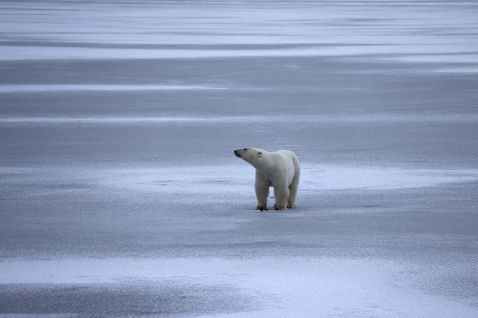 Polar bears have been spending more time on land as the climate crisis causes see ice to melt  (China News Service via Getty Ima)