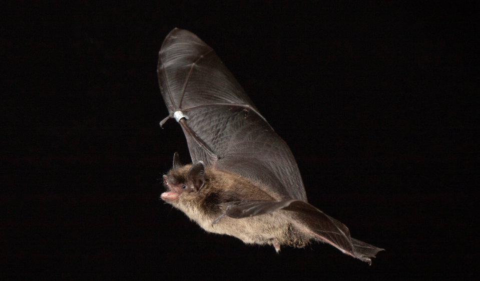 As pictured, tricolored bats are vulnerable to both White Nose Syndrome (WNS) and wind turbine interference.