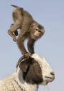 A monkey does a handstand on the head of a sheep during a performance at a temple fair held to celebrate the upcoming Chinese New Year.