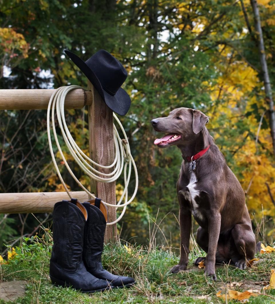 Texas: Blue Lacy