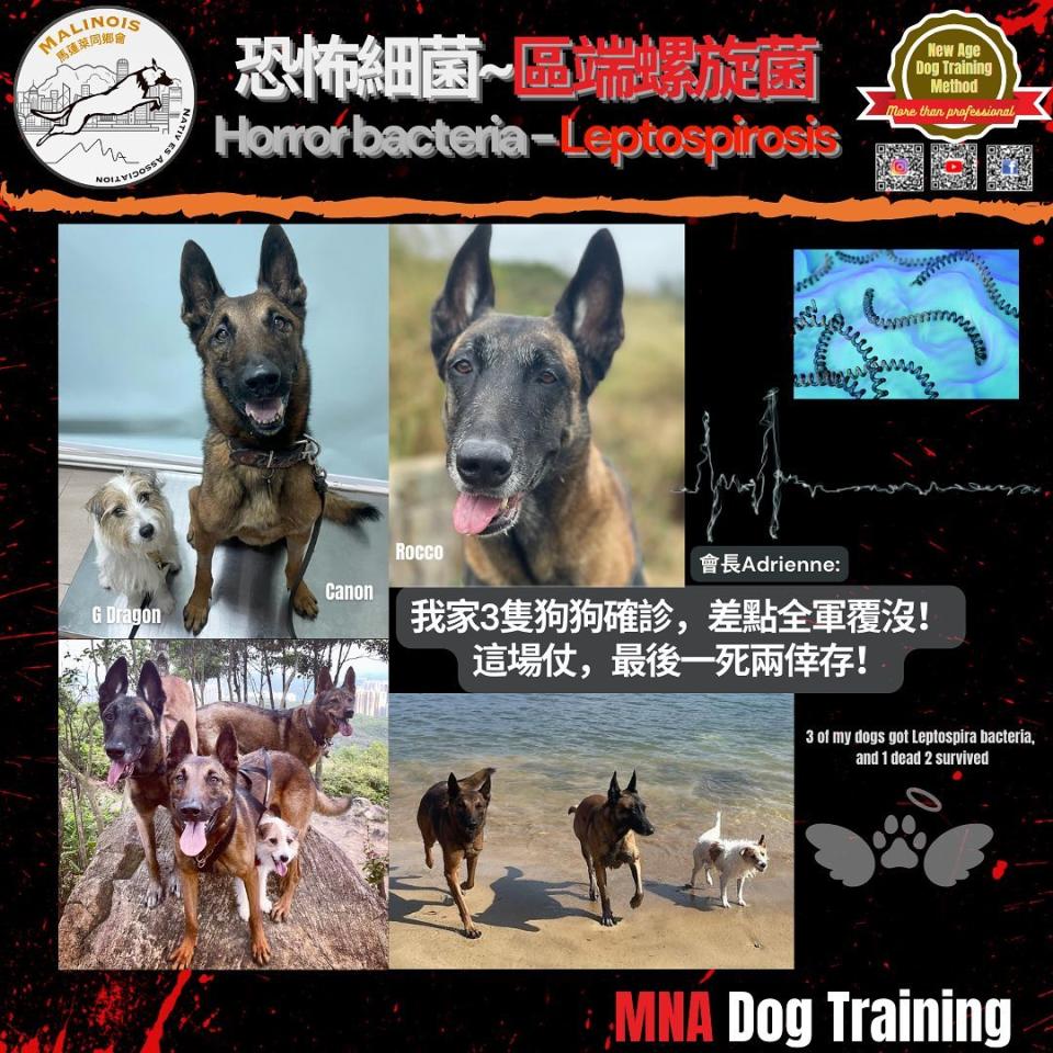 MNA Dog Training 馬蓮萊同鄉會Adrienne在網上提醒狗主小心狗感染鉤端螺旋體。