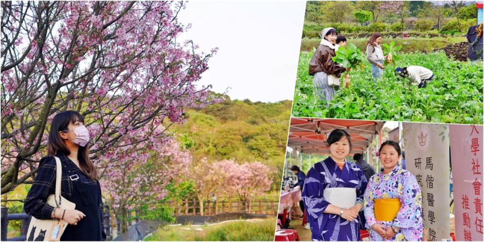 新北｜2024年三芝櫻花季