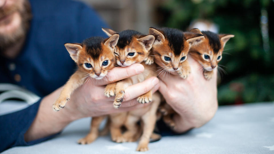 Four Abyssinian kittens at one month old