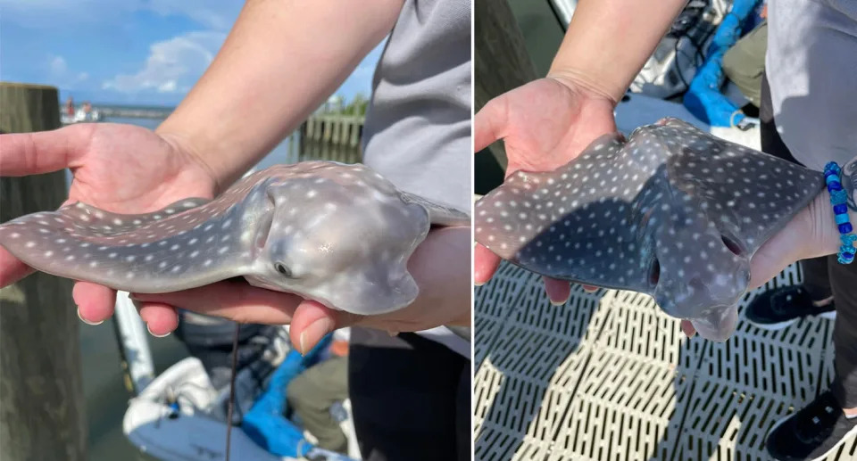 Newborn baby rare spotted eagle ray