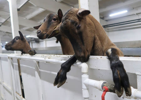 Alpine goats are seen at a livestock breeding farm, owned by UMMC-Agro company, in Verkhnyaya Pyshma in Sverdlovsk region, Russia November 22, 2017. REUTERS/Diana Asonova/Files