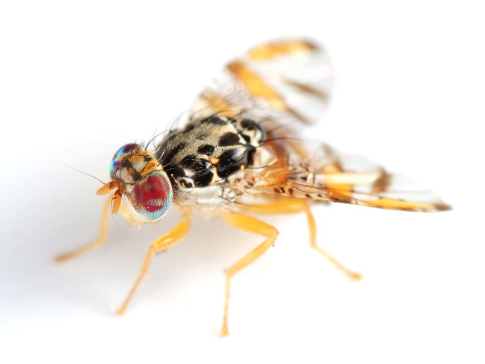 A Mediterranean Fruit Fly (Ceratitis capitata)