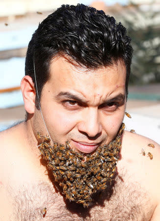 Mohamed Hagras, 31, performs the "Beard of Bee" before the upcoming Egyptian Agricultural Carnival of Beekeeping in his farm at Shebin El Kom city in the province of Al- Al-Monofyia, northeast of Cairo, Egypt November 30, 2016. Picture taken November 30, 2016. REUTERS/Amr Abdallah Dalsh