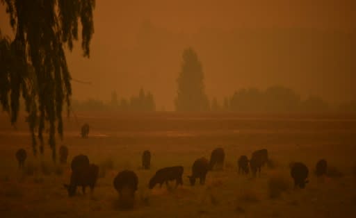 Australia has since October been overwhelmed by an unprecedented bushfire season made worse by climate change