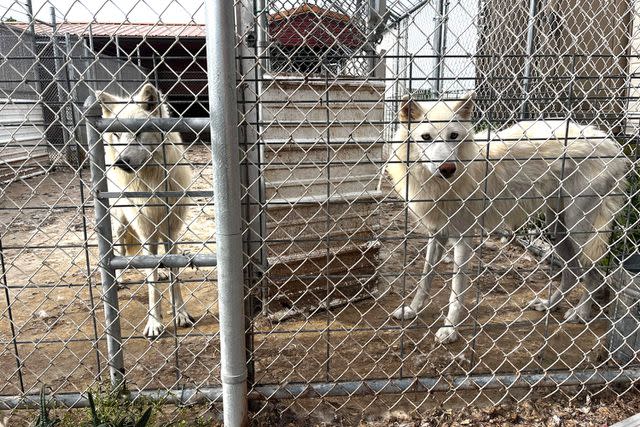 <p>Wild Spirit Wolf Sanctuary</p> Emerie and Ruhn of the Pennsylvania 6 wolfdogs at their previous home in Pennsylvania