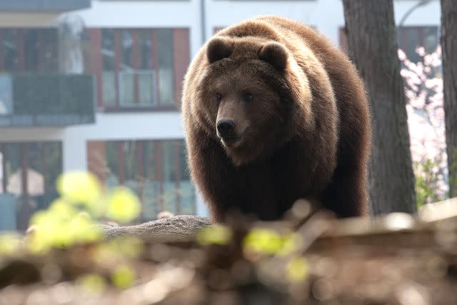 <p>Getty</p> A stock photo of a brown bear