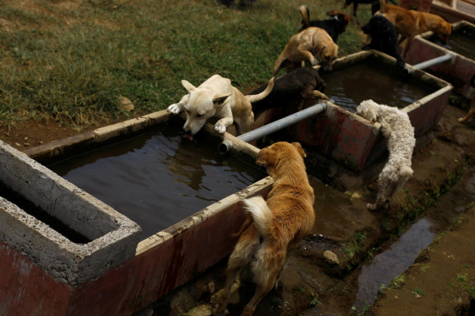 Taking a drink after a walk