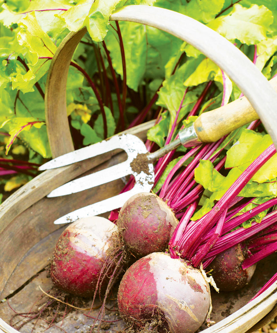 beetroot Pablo roots at harvest