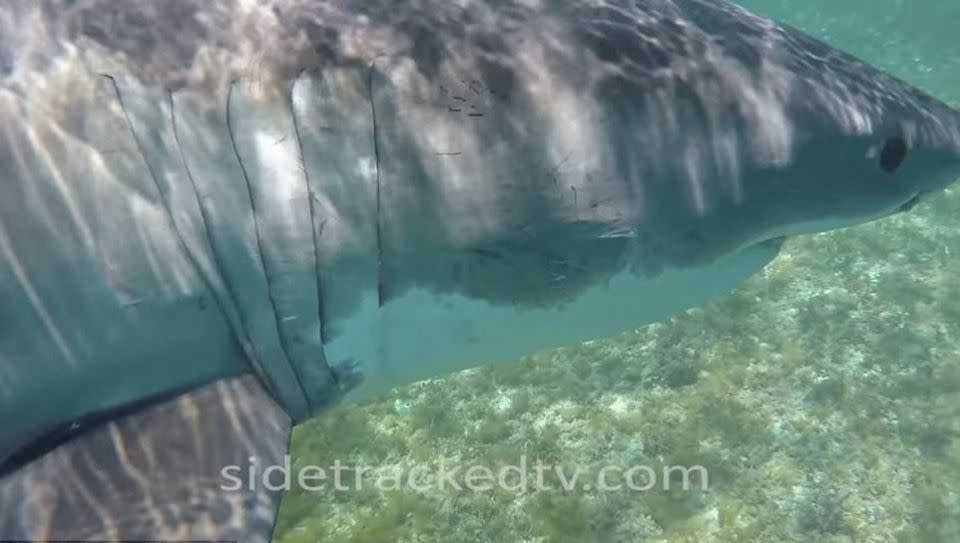 The shark was estimated to be four to five metres in length. Photo: Side Tracked TV Multimedia Productions