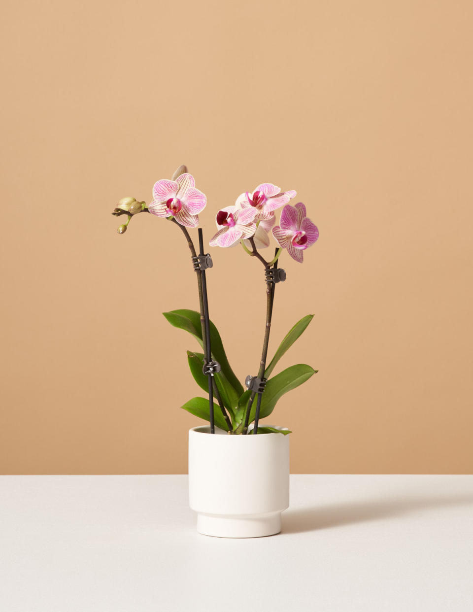 <p><a href="https://go.redirectingat.com?id=74968X1596630&url=https%3A%2F%2Fwww.thesill.com%2Fproducts%2Fpetite-sunset-orchid&sref=https%3A%2F%2Fwww.cosmopolitan.com%2Fstyle-beauty%2Ffashion%2Fg37233214%2Fgift-ideas-for-thanksgiving%2F" rel="nofollow noopener" target="_blank" data-ylk="slk:Shop Now;elm:context_link;itc:0;sec:content-canvas" class="link ">Shop Now</a></p><p>Petite Sunset Orchid</p><p>thesill.com</p><p>$48.00</p><span class="copyright">The Sill</span>