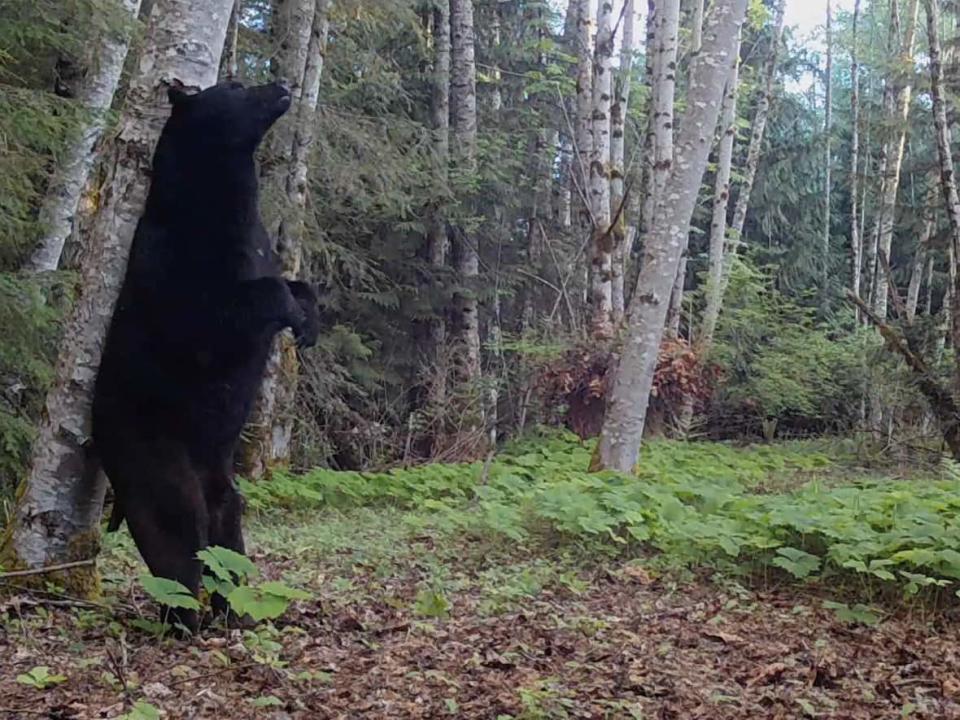 A black bear rubs its back on a tree in the Morrison Creek watershed near Courtenay B.C. The image was captured by trail cameras set up by the Hakai Institute for its Field Notes YouTube series. (Bennett Whitnell - image credit)