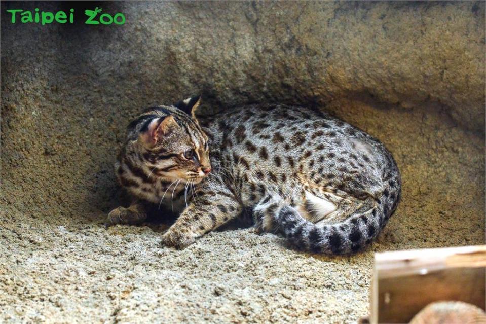 ▲石虎在2008年時被提升為第I級的「瀕臨絕種保育類動物」。（圖／取自Taipei Zoo 臺北市立動物園臉書）