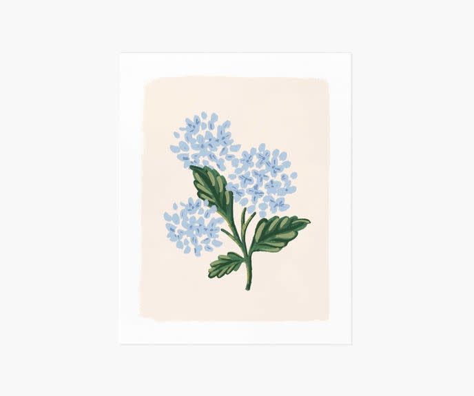 1) Hydrangea Bloom Cream Art Print