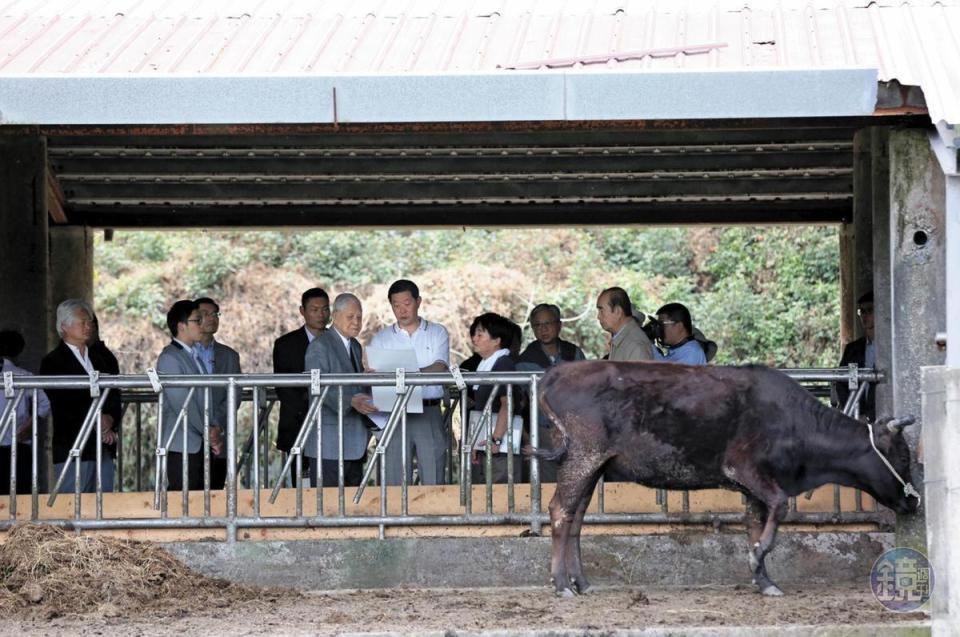 李登輝去年曾數度前往花蓮探視他的「寶貝和牛」。（賴智揚攝影）