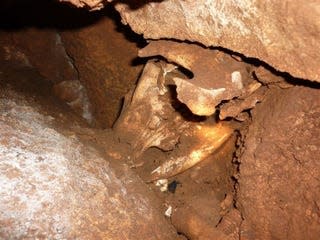 The kangaroo’s skull as first seen inside the cave. - Photo: Parks Victoria