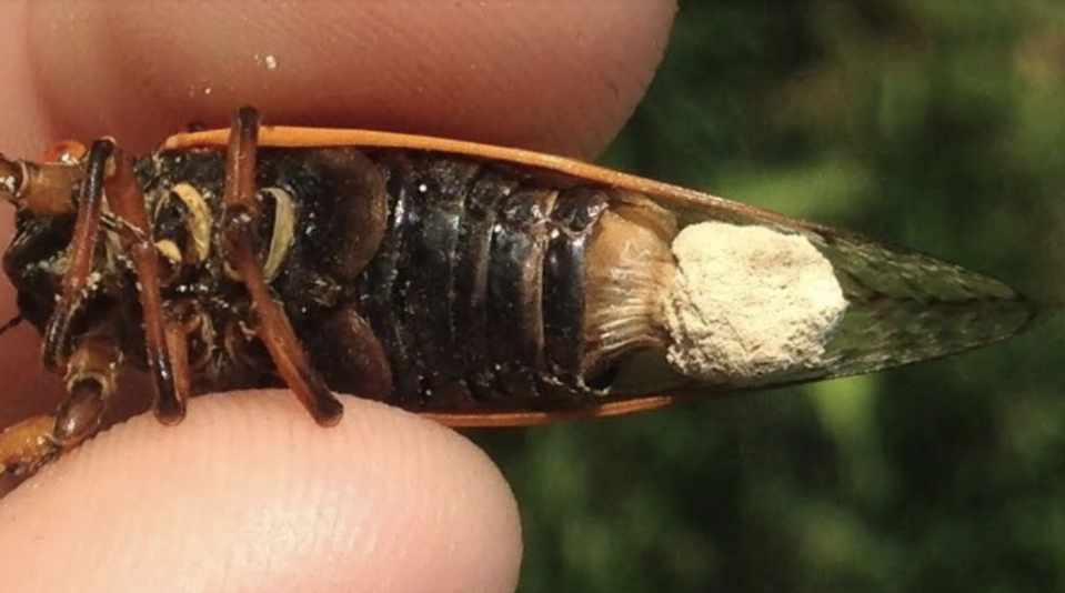 A cicada infected with Massospora cicadina – a fungal pathogen.  / Credit: Matthew Kasson