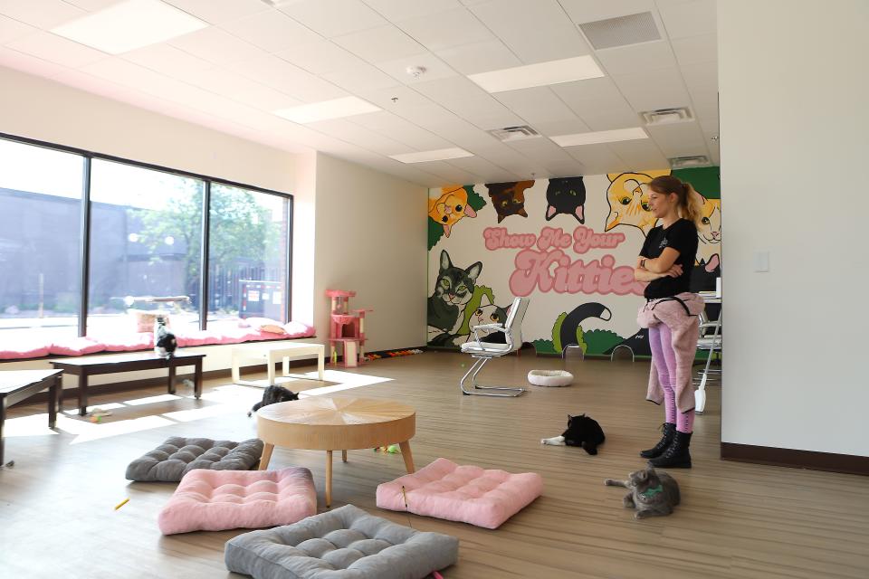 The Cattitude Cafe opens Saturday, July 15, in downtown Sioux Falls. The cat room will feature between 15-20 adoptable cats from the Sioux Falls Area Humane Society.