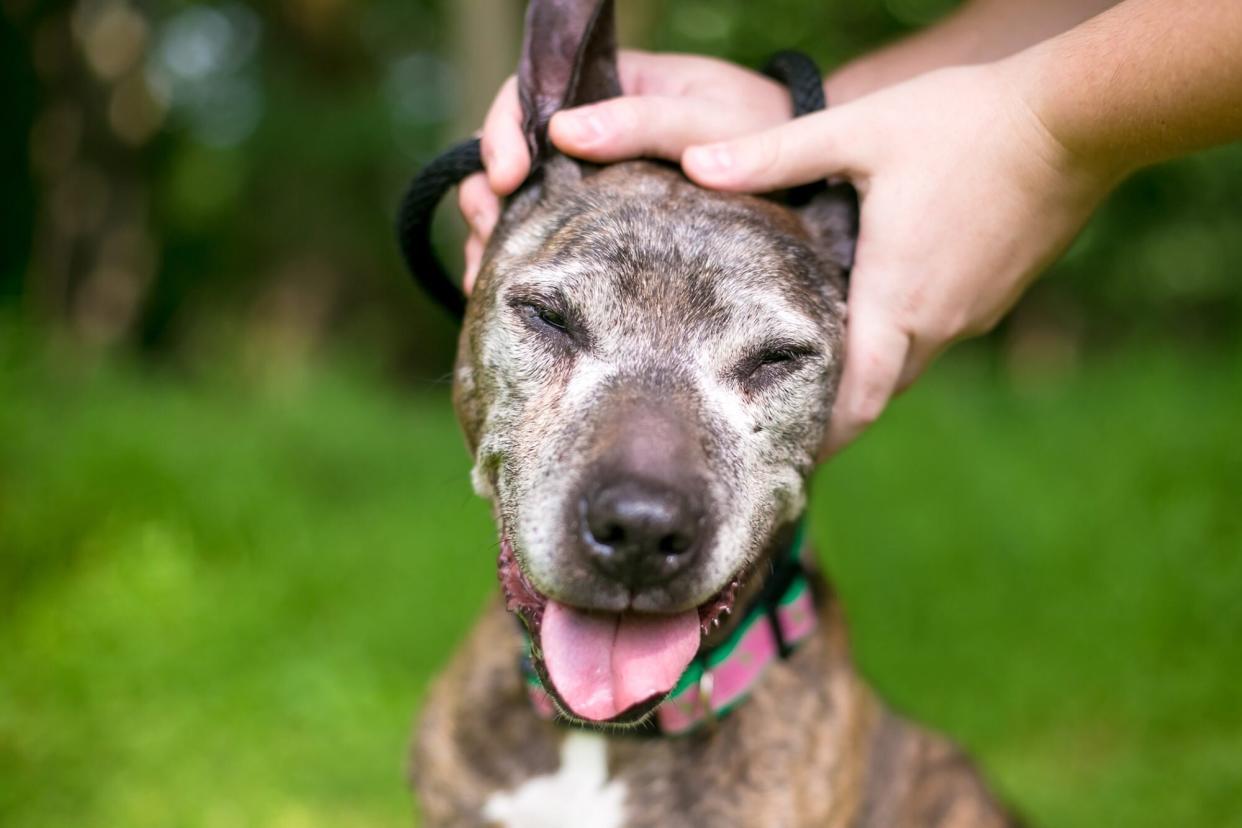 man petting a senior dog