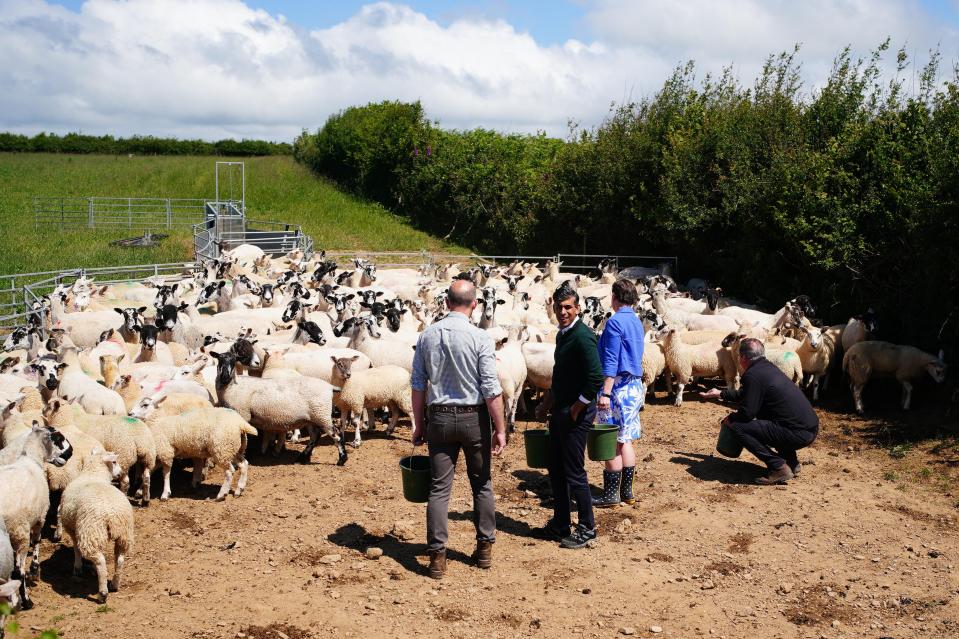 Farmer David Chugg, Prime Minister Rishi Sunak, parliamentary candidate for North Devon Selaine Saxby and Foreign Secretary Lord David Cameron feed sheep during a visit to a farm in Devon (Ben Birchall/PA Wire)