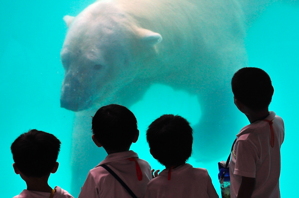 Inuka was kept in a climate-controlled enclosure (Picture: Rex)